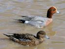 Eurasian Wigeon (WWT Slimbridge April 2013) - pic by Nigel Key